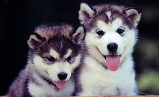two Siberian Husky puppies